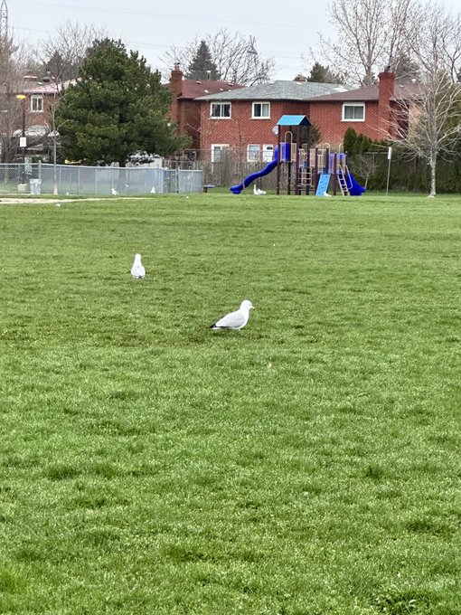 A wide outdoor shot of a grassy park with two white pigeons in the foreground and a children's playground structure next to a brick house in the background.