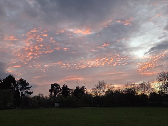 A serene landscape photo of a field at sunset or sunrise, featuring a sky filled with pink and orange-tinged altocumulus clouds over a dark silhouette of trees.