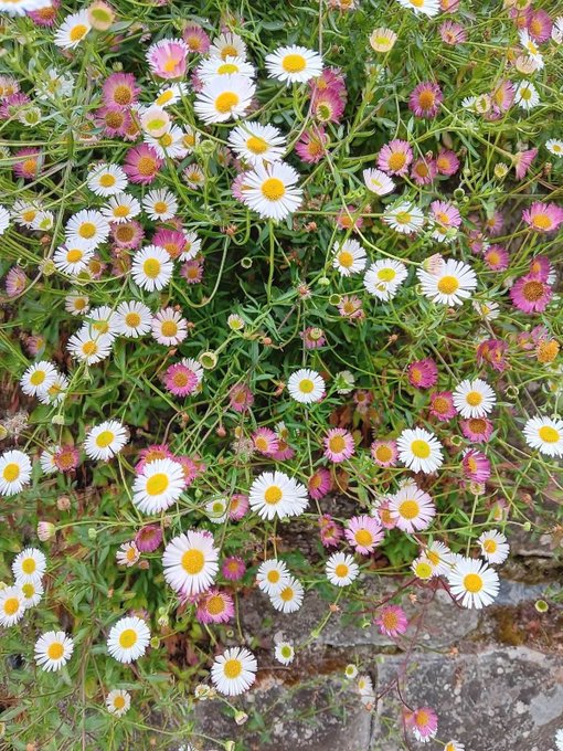 A vibrant overhead photo of a dense cluster of small daisies with white and pink petals surrounding bright yellow centers, growing amid green foliage next to a stone or concrete border.