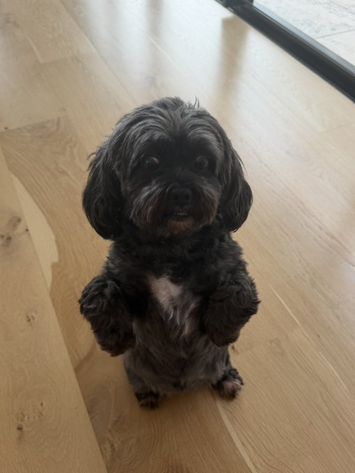 A small black and gray fluffy dog standing on its hind legs on a light wooden floor, looking directly at the camera.