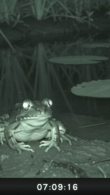 A nighttime camera-trap photo shows a frog with reflective eyes staring at the lens, labeled "07:09:16" at the bottom. The image humorously represents the long, waiting game of anticipating Uniswap's product launch, as the frog patiently waits, mirroring the user's excited anticipation.
