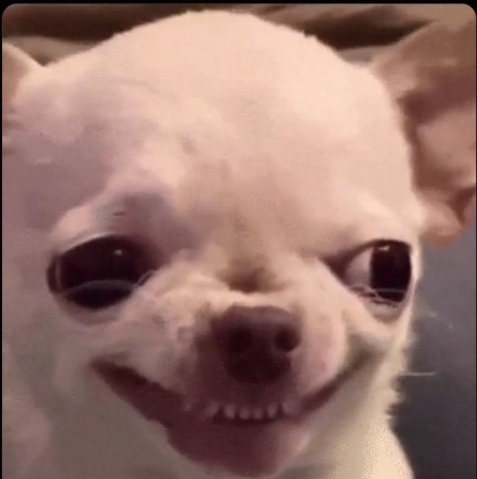 A close-up of a small white chihuahua with large dark eyes, showing its tiny teeth in what appears to be a smile.