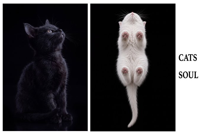A split image showing a black kitten looking up on the left and a white cat viewed from below on the right, with text reading 'CATS SOUL'.