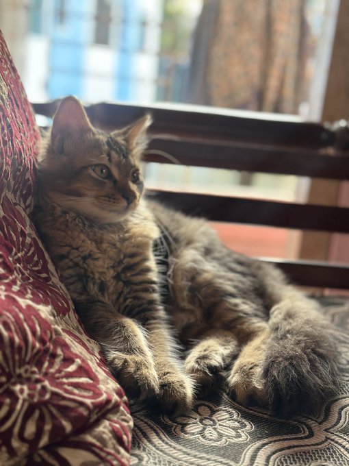 A tabby kitten with brown and black striped fur lying on a patterned cushion next to a red decorative pillow, with a window in the background.