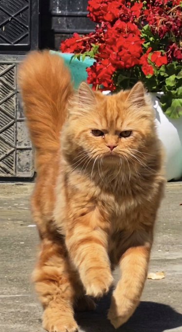A fluffy orange tabby cat with a large bushy tail walks confidently toward the camera on a paved surface, with vibrant red geranium flowers in a planter visible in the background.
