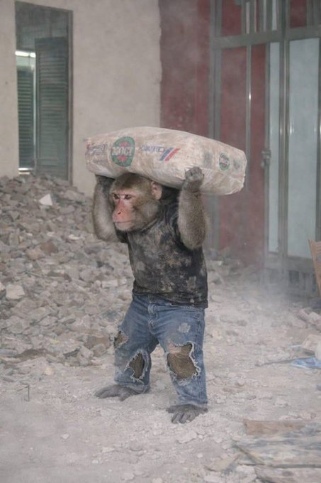 A humorous edited image of a chimpanzee standing upright wearing a dark shirt and torn jeans, carrying a large cement bag labeled 'CEMENT' on its shoulders amid a dusty, rubble-strewn construction site.