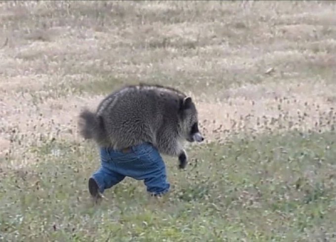 A raccoon walking on its hind legs across a grassy field while wearing small blue jeans.