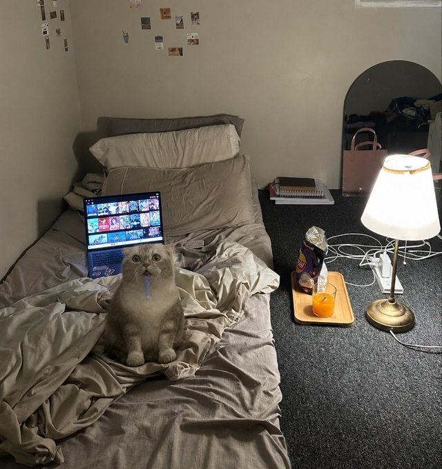 A fluffy white cat sits on a messy bed with a laptop open to a streaming site, beside a small tray with a drink and snacks on a bedside table.