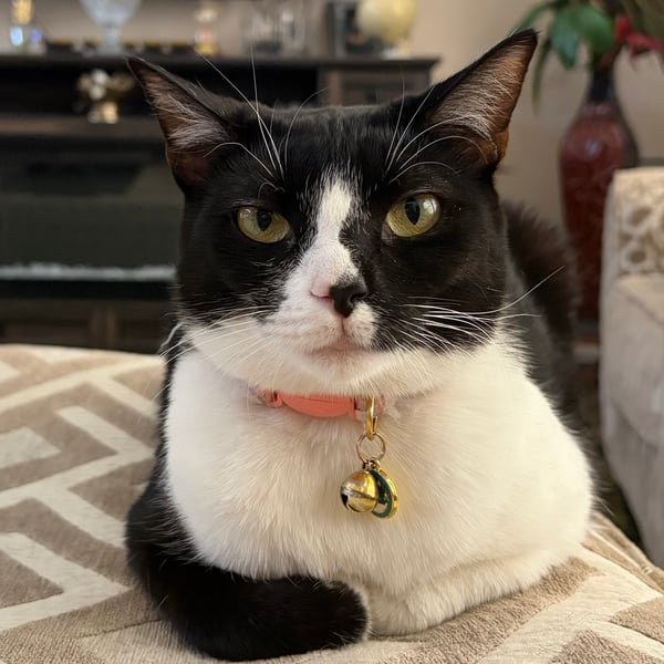 A regal tuxedo cat with striking yellow-green eyes and a pink collar featuring a golden bell lounges confidently on a chevron-patterned blanket, embodying the "Queen Nala" persona with the poise and majesty befitting a meme coin royalty.