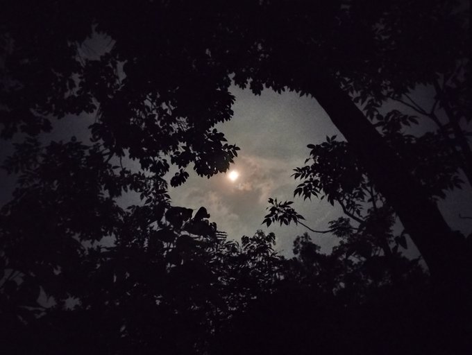A bright moon shines through a canopy of silhouetted tree branches against a dusky night sky, evoking a peaceful, tranquil end to the day that matches the warm "good night lovely x community" sentiment.