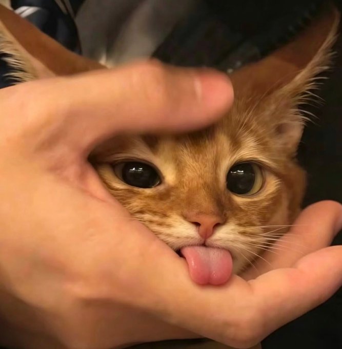 A close-up photo of an orange tabby cat with a hand framing its face, the cat playfully sticking its small pink tongue out.