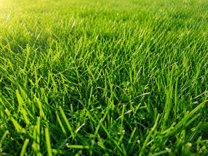 A close-up photograph of lush, vibrant green grass blades illuminated by warm sunlight in the upper left corner, with water droplets visible on the blades.