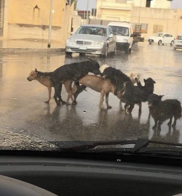 A pack of stray dogs huddles together on a rain-soaked street while a silver Mercedes and white van wait nearby, captured through a rain-streaked car windshield.

The chaotic scene of disorganized, desperate animals competing in the rain serves as a visual metaphor for the crowded, scammy "grift project" feed described—evoking a sense of a closed circle where everyone is just scrambling to grab scraps while the system (the traffic) grinds to a halt around them.
