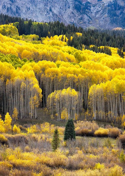 A scenic landscape showcases a dense forest of golden-yellow aspen trees in autumn colors, with dark evergreen trees in the background and rocky mountain cliffs above.