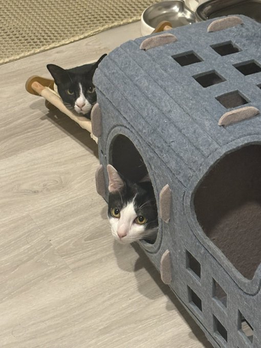 Two black and white cats interacting with a gray, cube-shaped felt cat house on a wooden floor; one peers out from a circular opening while the other rests behind it.