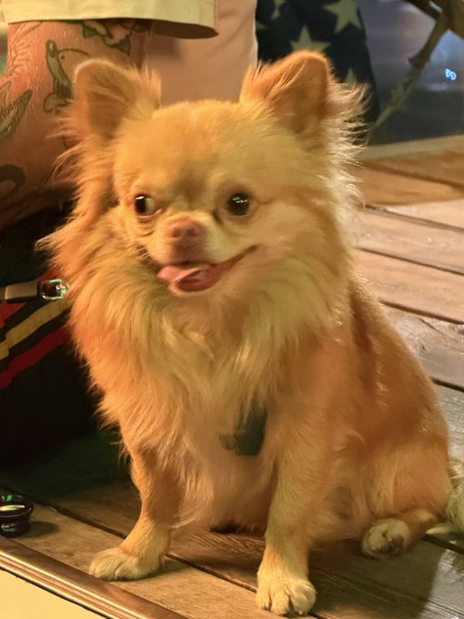 A fluffy tan chihuahua with its tongue sticking out sits on a wooden table indoors.