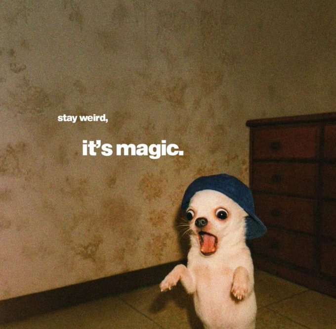 A small chihuahua wearing a backwards blue cap against a wall, with the text 'stay weird, it's magic.' overlaid.
