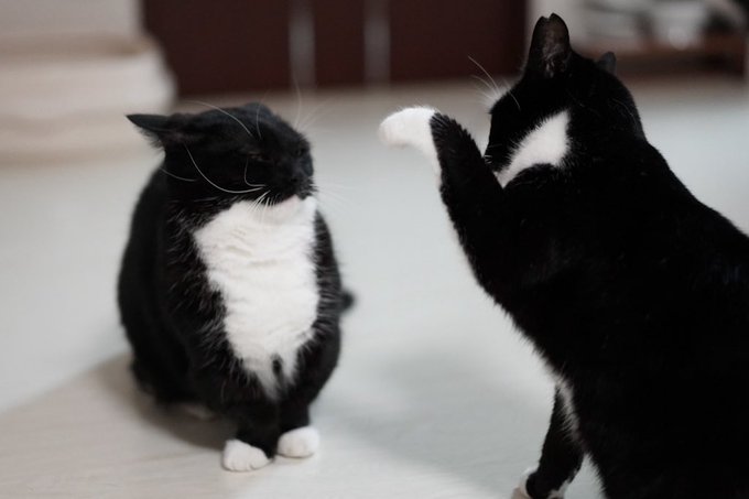Two black and white tuxedo cats face each other on a light-colored floor, with one cat raising its paw toward the other, which appears to be sitting with its eyes closed.