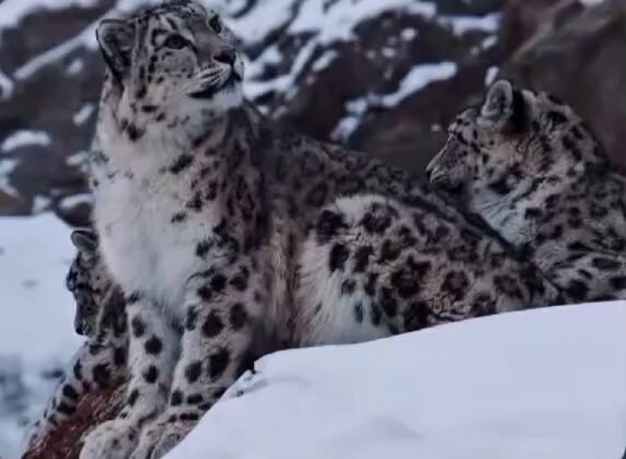 The image features two snow leopards sitting together on a snowy mountain, with one of them looking up at something above their heads. The background shows more snow-covered mountains, emphasizing the natural setting for these majestic creatures. The caption below the photo reads "GM CT Have a wonderful day And make sure to tick all your @River4fun" and "@RIVER S5 is coming in a few weeks." This post seems to be promoting an event or activity related to mountain animals like snow leopards, possibly encouraging people to appreciate wildlife and nature.