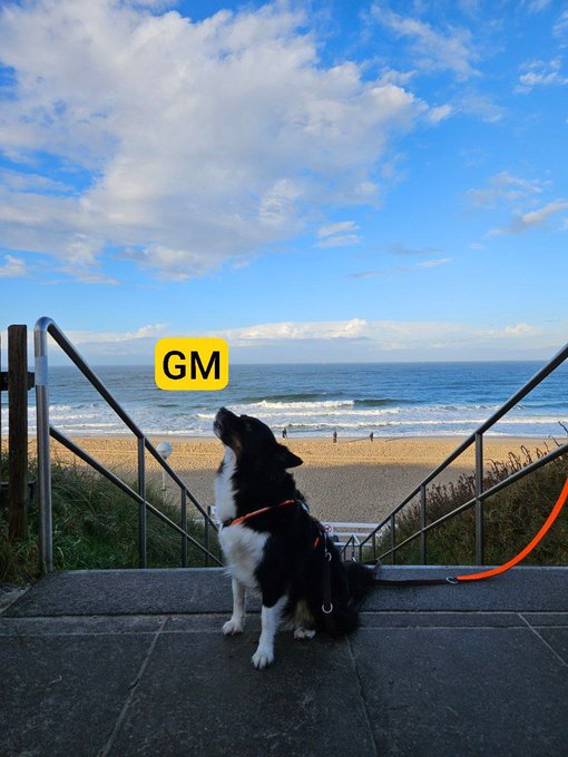 A black and white border collie sits on a paved walkway leading down to a sandy beach, looking up at a yellow speech bubble with the text "GM" against a blue sky.