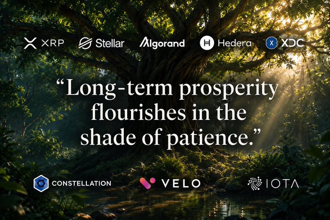 The image shows a serene forest scene with a large tree and sunlight filtering through, overlaid with the quote "Long-term prosperity flourishes in the shade of patience." Surrounding the quote are logos and tickers for cryptocurrencies including XRP, Stellar, Algorand, Hedera, XDC, Constellation, Velo, and IOTA, visually reinforcing the post's message that long-term crypto investing requires patience, conviction, and a focus on foundational infrastructure.