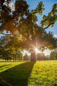 A majestic oak tree stands tall in a sunlit meadow, its branches stretching wide as warm sunlight filters through the leaves and casts long shadows across the lush green grass — a peaceful scene perfect for a Happy Sunday greeting.