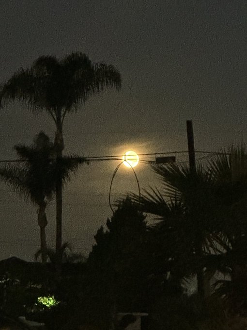 A nighttime photograph of a bright full moon glowing behind silhouetted palm trees and utility wires against a dark sky.