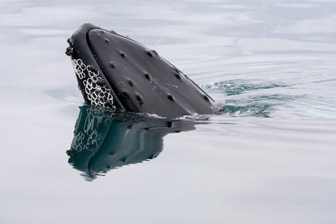 A humpback whale's head breaches the surface of calm, icy water, showing the distinctive knobby tubercles and patterned skin on its rostrum.