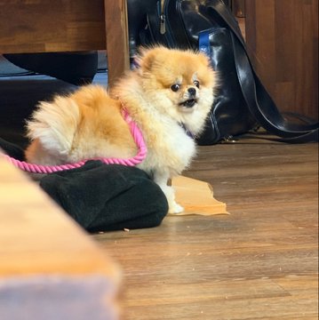 A small, fluffy brown and white Pomeranian dog wearing a pink and black leash harness, standing on a wooden floor with a black bag in the background.