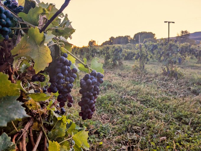 Clusters of dark purple grapes hang from a vine in a sunlit vineyard at sunset, with rolling hills and a utility pole in the distance.