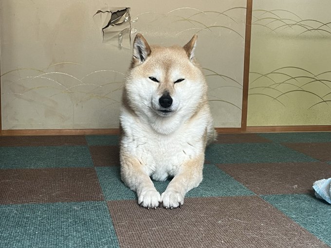 A Shiba Inu dog lying on a checkered green and brown mat with its eyes closed, set against a Japanese-style sliding door with a small tear.