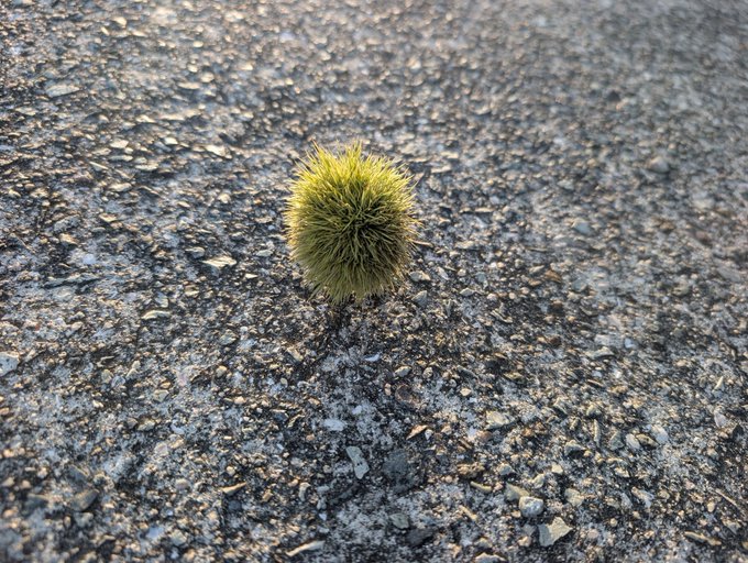 A small, fuzzy green spiky plant or seed pod sits alone on rough, speckled asphalt.