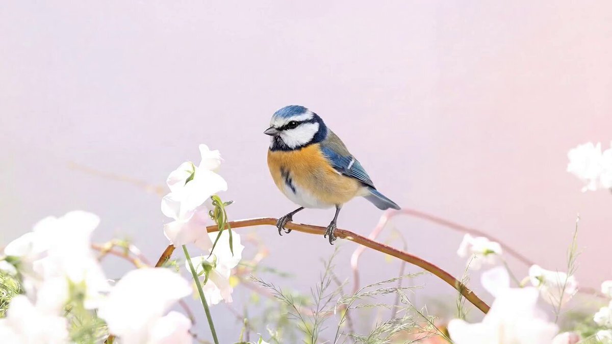 The image features a small blue bird perched on a branch surrounded by white flowers, creating a serene and picturesque scene. The background of the photo has a pink hue, which complements the colors of the bird and the flowers. The image is related to the post because it showcases an artistic representation of nature's beauty through the depiction of the small blue bird sitting on the branch amidst the white flowers. This image could be used as part of a digital art project or social media post promoting the idea of appreciating and preserving the natural world around us, with the Ethereum blockchain serving as a platform for artists to collaborate and create something larger than themselves.