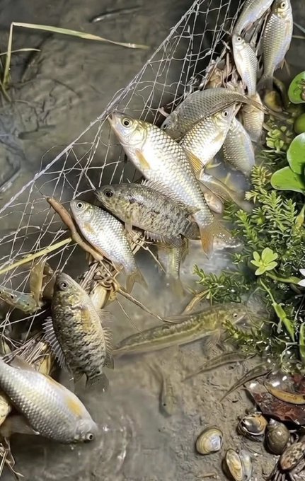 The image shows a group of fish swimming around in water near some plants. The fish are of various sizes, indicating that they might be different species or at different stages of growth. They appear to be in a pond with a net nearby, suggesting that someone has caught them and is now releasing them back into the water. The post about Nomisma Season encourages people to participate in this activity as part of a larger community effort to grow plants for food.