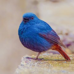 A small bird with vibrant blue plumage and a reddish tail perched on a textured surface.