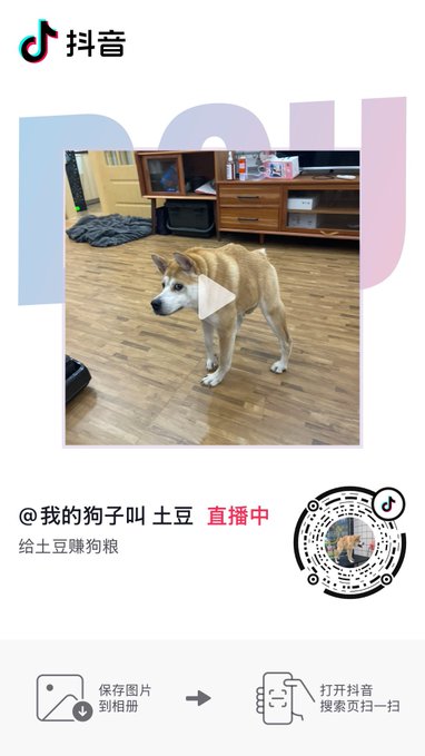 A Douyin (TikTok) screenshot showing a live stream of a Shiba Inu dog named 土豆 (Tudou), with the account '@我的狗子叫土豆' asking viewers to earn dog food coins to feed the pet.