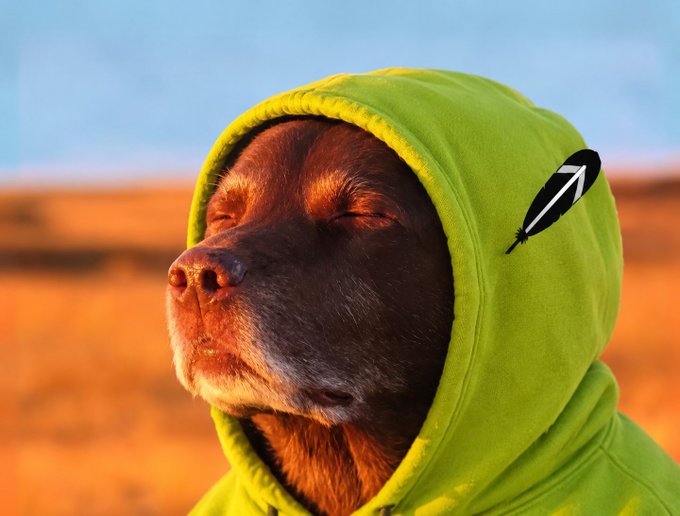 A photorealistic close-up of a brown dog wearing a bright green hoodie featuring a black feather logo, set against a blurred desert landscape at sunset.