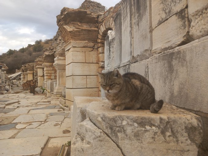 A tabby cat rests on a weathered stone block among ancient marble ruins with an arched doorway and stone-paved pathway in the background.