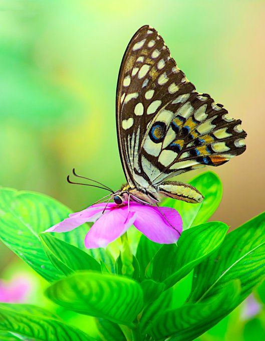 A Lime Butterfly perches delicately on a pink flower surrounded by vibrant green leaves, its wings displaying intricate patterns of black, white, and blue. This stunning close-up, captured with a Nikon D7200 and Tamron 90mm lens using a Godox TT685N flash, beautifully embodies the message that "the world is beautiful—enjoy it."