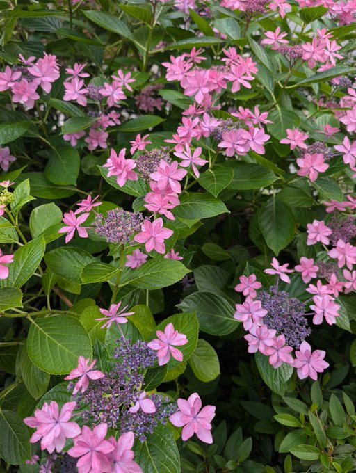 The image features a close-up view of pink flowers with green leaves, creating an aesthetically pleasing scene. The flowers are arranged in various positions throughout the frame, showcasing their vibrant colors and intricate details. The background appears to be a blurred garden or outdoor setting, providing context for the flower arrangement. The post that accompanies this image reads "紫陽花らしい STEPN", which translates to "step on the flowers". This phrase could be interpreted as an invitation to step into the scene and appreciate its beauty up close.