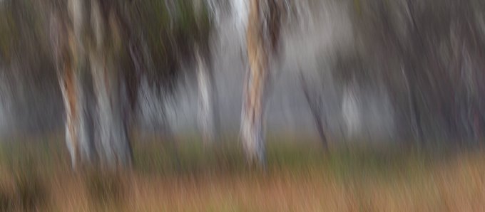 A blurry, motion-filled photograph of a landscape featuring tall, pale tree trunks rising from brownish grass against a gray background.