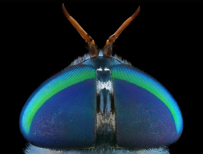 The image features a close-up of a fly's head, showcasing its intricate details against a black background. The blue and green hues on the fly's wings are particularly striking. A watermark reading "HuemansUniverse" is present in the bottom right corner, possibly indicating that this photograph was taken by someone else or belongs to an organization named after the artist who created it.