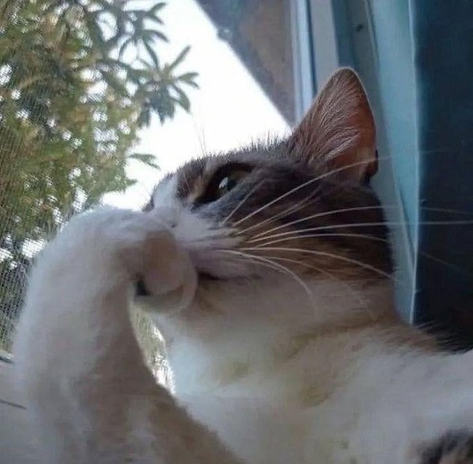 A close-up, low-angle shot shows a calico cat with long whiskers licking its paw near a window with foliage visible outside.