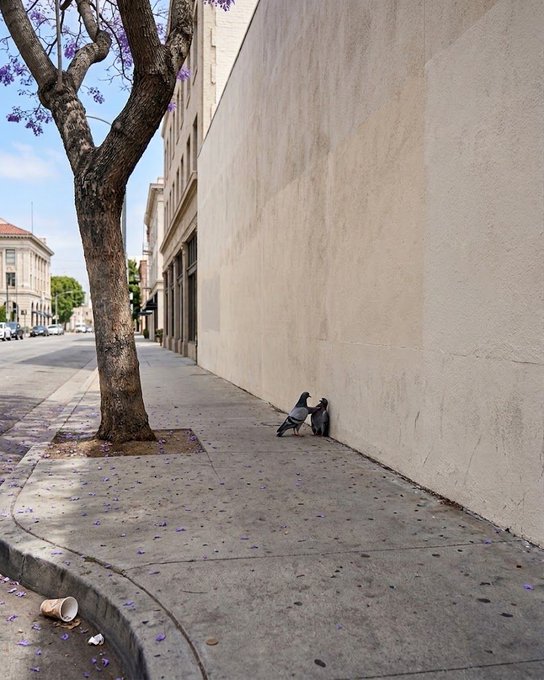 A street scene with a jacaranda tree dropping purple petals on the sidewalk, two pigeons near a beige building wall, and a discarded paper cup on the curb.
