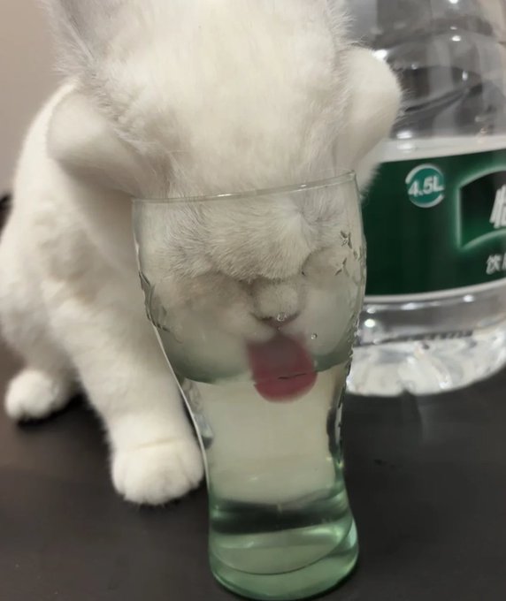A fluffy white cat stands on a table, drinking from a curved glass filled with water, with its pink tongue visible as it laps up the liquid.
