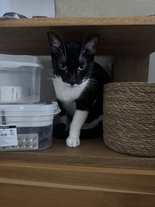 A black and white tuxedo cat sits on a wooden shelf between plastic storage containers and a spool of sisal rope.