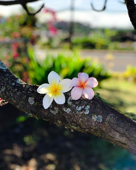 The image features two flowers - a white flower and a pink flower - sitting on a tree branch, possibly a maple or willow tree branch. The background of the photo shows a street with cars parked along the side, indicating that this scene takes place in an urban setting.