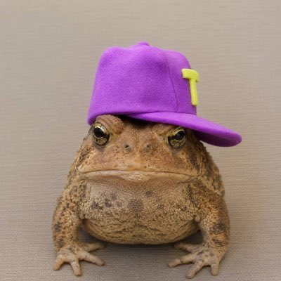 A toad wearing a purple baseball cap with a yellow "1" on it sits against a neutral background, humorously poking fun at the "Memecoin supercycle boys" post—likely mocking those who hype meme coins as the next crypto cycle's standout performer, with the cap's "1" symbolizing the supposed top-ranking status of these coins.
