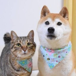 A tabby cat and a Shiba Inu dog pose together wearing matching pastel bandanas decorated with paw prints, echoing the post's tribute to KABOSUMAMA's original dog and cat duo represented by the tickers $DOGE and $Tsujicoin.