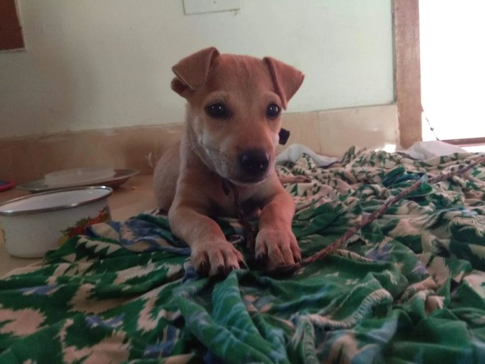 A small brown puppy sitting on a green leaf-patterned blanket on the floor near a metal food bowl.